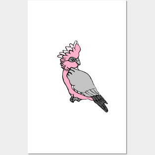 Pink Galah Posters and Art